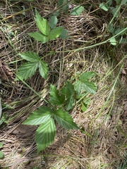 Rubus setosus
