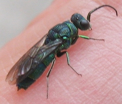 Chrysis ignita