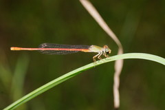 Ceriagrion aeruginosum