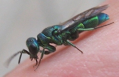 Chrysis ignita