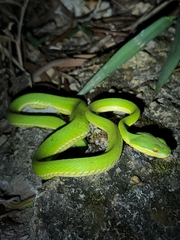 Trimeresurus albolabris