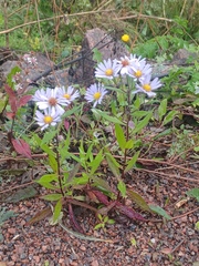 Symphyotrichum puniceum