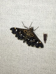 Diathrausta