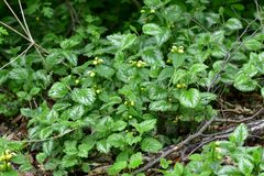 Lamium galeobdolon argentatum