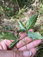 Rubus setosus