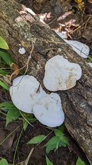 Trametes orientalis