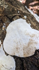 Trametes orientalis