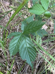 Rubus setosus