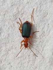 Brachinus
