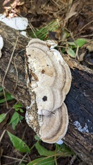 Trametes orientalis