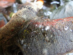 Nectriaceae