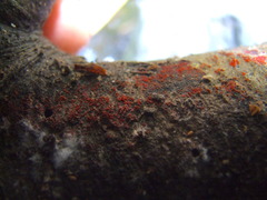Nectriaceae