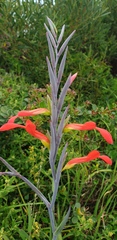 Gladiolus cunonius