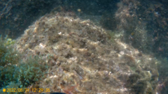 Parablennius pilicornis