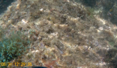 Parablennius pilicornis