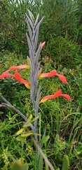 Gladiolus cunonius