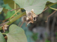 Ipomoea carnea fistulosa