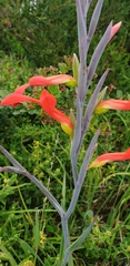 Gladiolus cunonius
