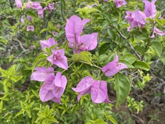 Bougainvillea glabra