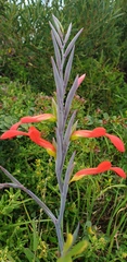 Gladiolus cunonius