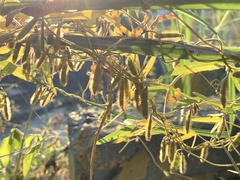 Glycine max formosana