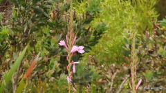 Watsonia knysnana