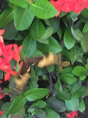 Heraclides andraemon