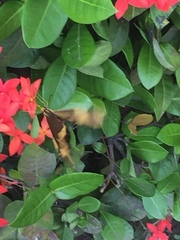 Heraclides andraemon