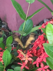 Heraclides andraemon