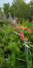 Gladiolus cunonius