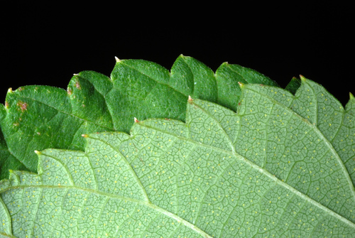 Paprastasis apynys nuotrauka