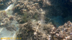 Parablennius pilicornis