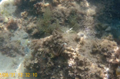 Parablennius pilicornis