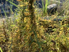 Glycine max formosana