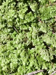 Trichocolea tomentella