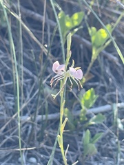 Oenothera suffulta