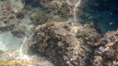 Parablennius pilicornis