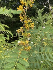 Senna hebecarpa