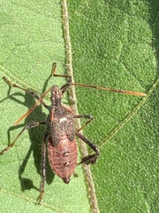 Leptoglossus zonatus