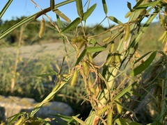 Glycine max formosana