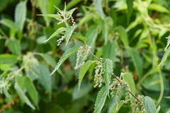 Urtica dioica