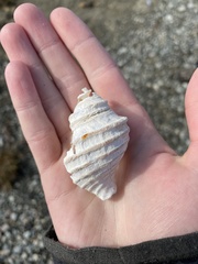 Neptunea decemcostata