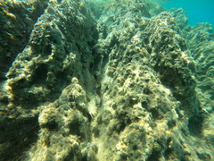 Muraena helena