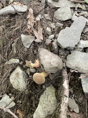 Aureoboletus innixus