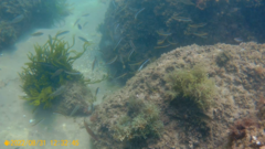 Ctenolabrus rupestris