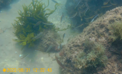 Ctenolabrus rupestris