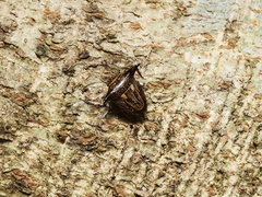 Alcimocoris coronatus