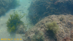 Ctenolabrus rupestris