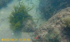 Ctenolabrus rupestris