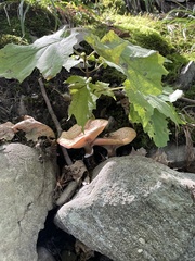 Armillaria